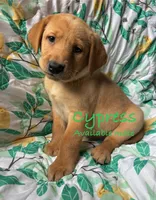 Cypress, a male Labrador Retriever for sale in Beaver Dams, NY – Photo 1 of 3