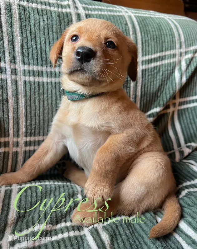 Cypress – Labrador Retriever puppy for sale in Beaver Dams, NY