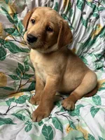 Cypress, a male Labrador Retriever for sale in Beaver Dams, NY – Photo 3 of 3