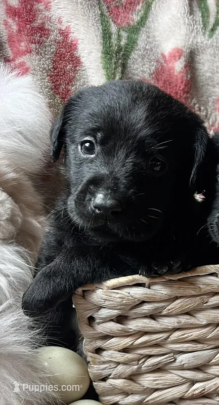 Posy – Labrador Retriever puppy for sale in Beaver Dams, NY