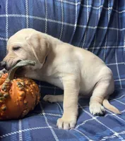Jon, a male Labrador Retriever for sale in Beaver Dams, NY – 4 of 6