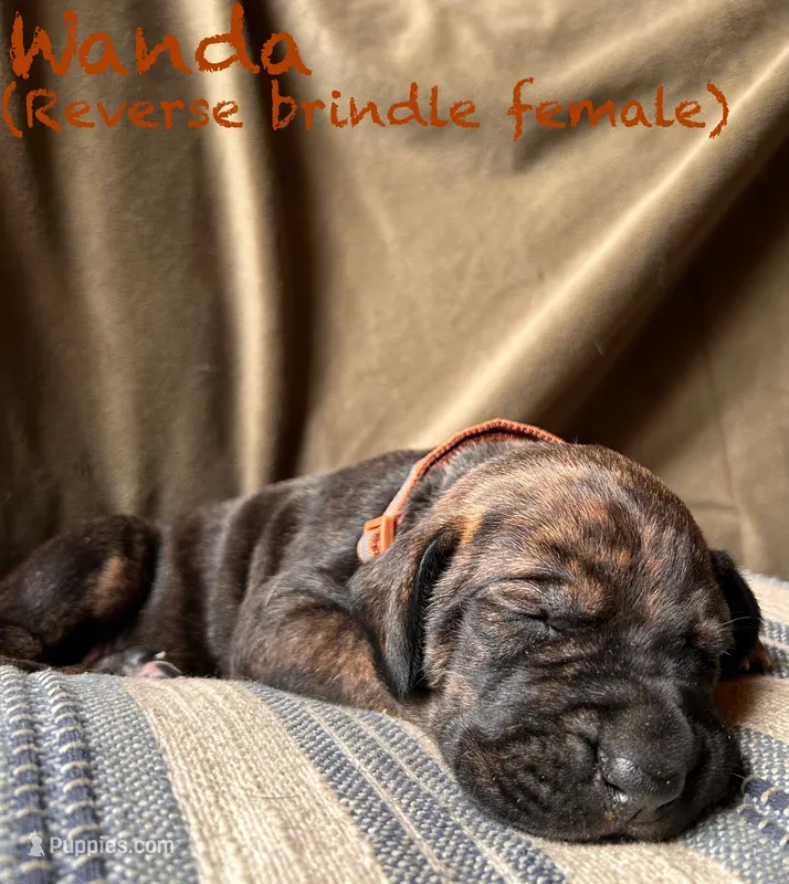 Wanda – Great Dane puppy for sale in Beaver Dams, NY