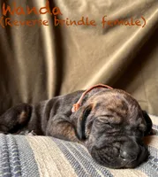 Wanda, a female Great Dane for sale in Beaver Dams, NY – 1 of 7