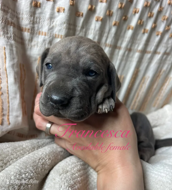 Francesca , a female Great Dane for sale in Beaver Dams, NY – 1 of 6