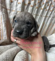 Francesca , a female Great Dane for sale in Beaver Dams, NY – 1 of 6