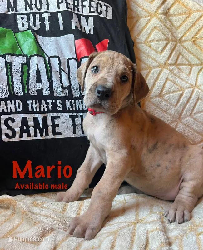 Mario – Great Dane puppy for sale in Beaver Dams, NY