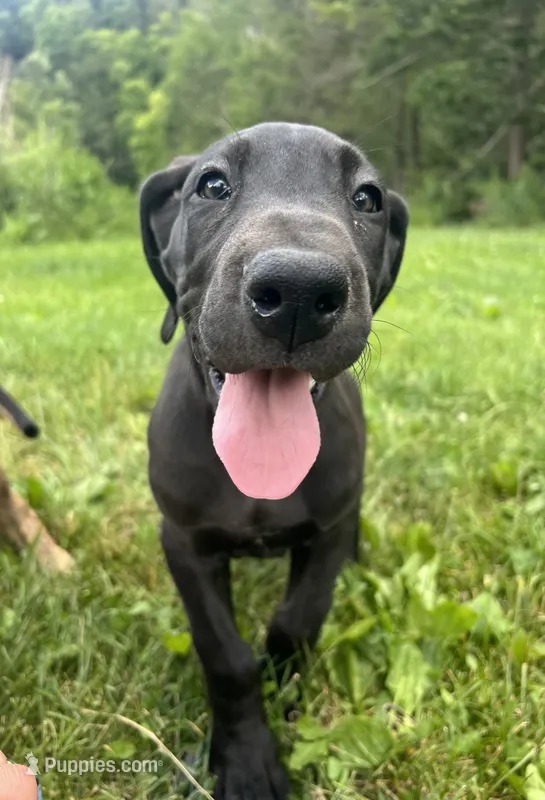 Roma – Great Dane puppy for sale in Beaver Dams, NY