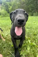 Roma, a female Great Dane for sale in Beaver Dams, NY – 1 of 6