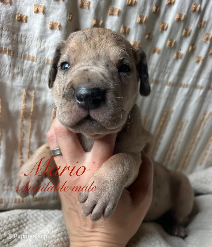 Mario – Great Dane puppy for sale in Beaver Dams, NY