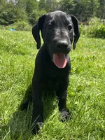 Roma, a female Great Dane for sale in Beaver Dams, NY – 4 of 6