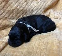 Jackie, a female Labrador Retriever for sale in Beaver Dams, NY – 3 of 5