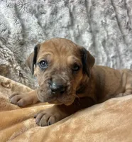 Dino, a male Great Dane for sale in Beaver Dams, NY – 2 of 5