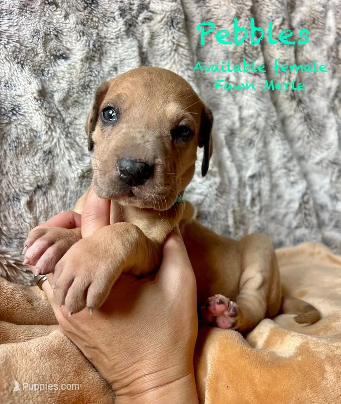 Pebbles – Great Dane puppy for sale in Beaver Dams, NY