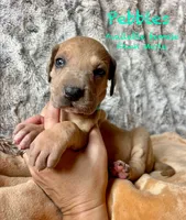 Pebbles, a female Great Dane for sale in Beaver Dams, NY – 1 of 5