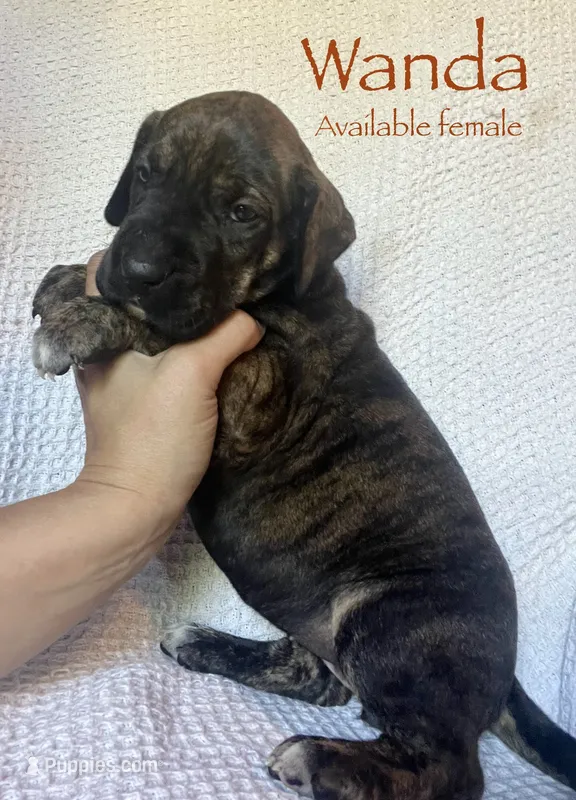 Wanda – Great Dane puppy for sale in Beaver Dams, NY