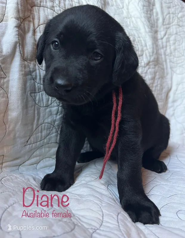Diane – Labrador Retriever puppy for sale in Beaver Dams, NY