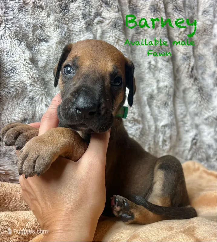 Barney – Great Dane puppy for sale in Beaver Dams, NY