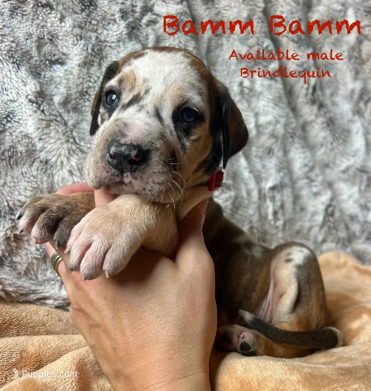Bamm Bamm – Great Dane puppy for sale in Beaver Dams, NY