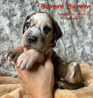 Bamm Bamm, a male Great Dane for sale in Beaver Dams, NY – 1 of 5