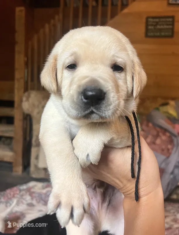 Jon – Labrador Retriever puppy for sale in Beaver Dams, NY