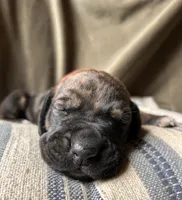 Wanda, a female Great Dane for sale in Beaver Dams, NY – 3 of 7