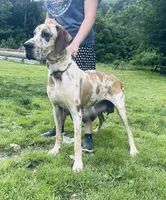 Luca, a male Great Dane for sale in Beaver Dams, NY – 6 of 6