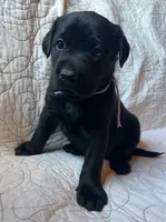 Linda, a female Labrador Retriever for sale in Beaver Dams, NY – 2 of 6