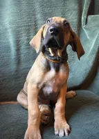 Walker, a male Great Dane for sale in Beaver Dams, NY – 4 of 8