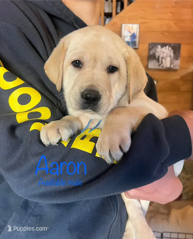 Aaron – Labrador Retriever puppy for sale in Beaver Dams, NY