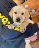 Aaron, a male Labrador Retriever for sale in Beaver Dams, NY – 1 of 5