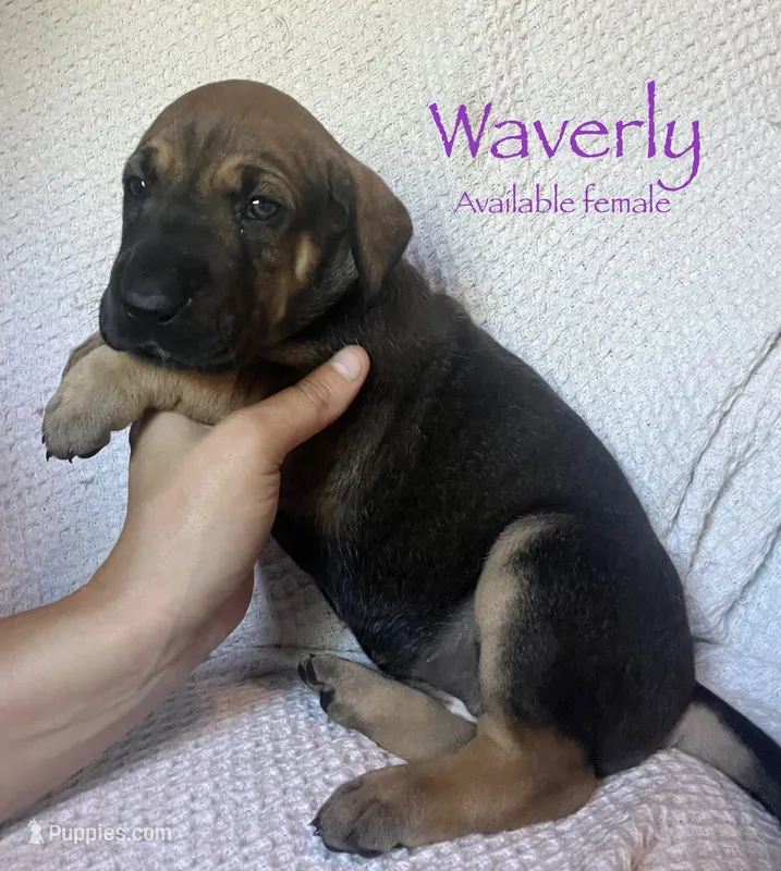 Waverly – Great Dane puppy for sale in Beaver Dams, NY