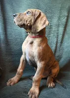 Winston, a male Great Dane for sale in Beaver Dams, NY – 2 of 8