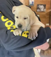 Aaron, a male Labrador Retriever for sale in Beaver Dams, NY – 2 of 5
