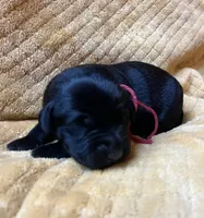 Diane, a female Labrador Retriever for sale in Beaver Dams, NY – 2 of 6