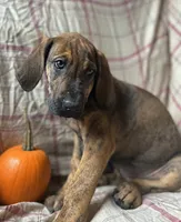 Winnie, a female Great Dane for sale in Beaver Dams, NY – 2 of 5