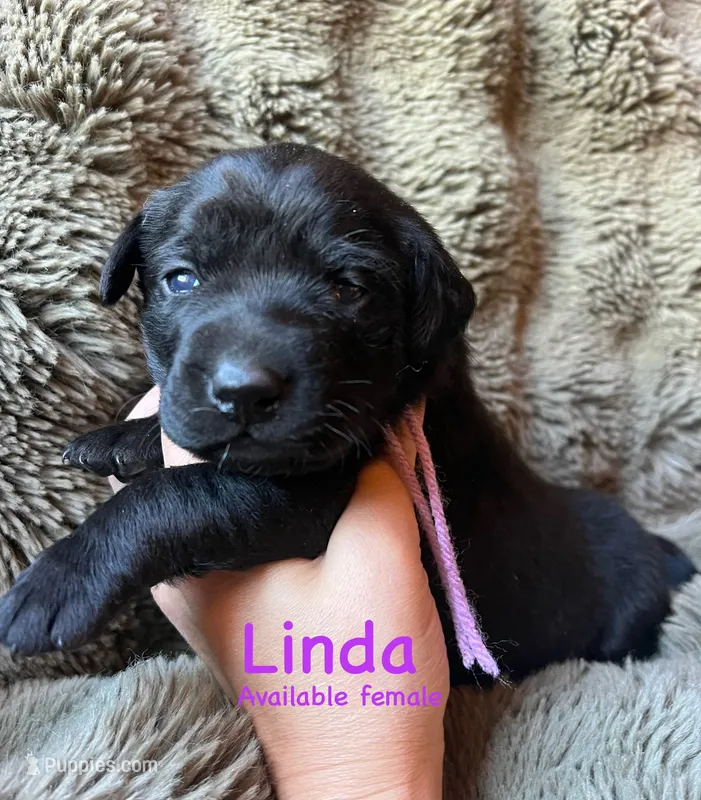 Linda – Labrador Retriever puppy for sale in Beaver Dams, NY