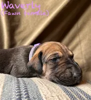 Waverly, a female Great Dane for sale in Beaver Dams, NY – 2 of 7