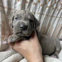 Lorenzo, a male Great Dane for sale in Beaver Dams, NY – 3 of 6