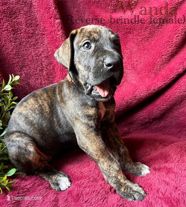 Wanda – Great Dane puppy for sale in Beaver Dams, NY
