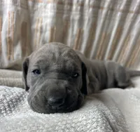 Francesca , a female Great Dane for sale in Beaver Dams, NY – 2 of 6