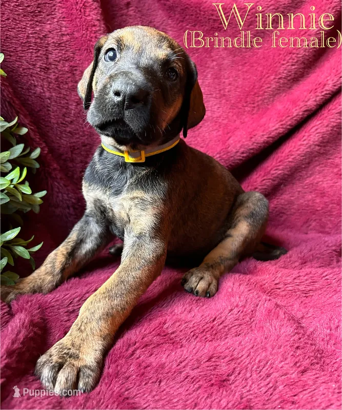 Winnie – Great Dane puppy for sale in Beaver Dams, NY
