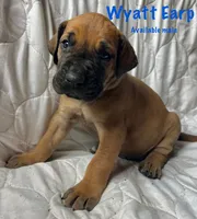 Wyatt Earp, a male Great Dane for sale in Beaver Dams, NY – Photo 1 of 6