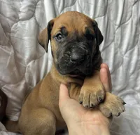 Wyatt Earp, a male Great Dane for sale in Beaver Dams, NY – Photo 2 of 6