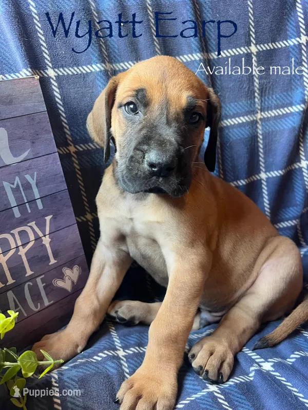 Wyatt Earp – Great Dane puppy for sale in Beaver Dams, NY