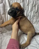 Wyatt Earp, a male Great Dane for sale in Beaver Dams, NY – Photo 3 of 6