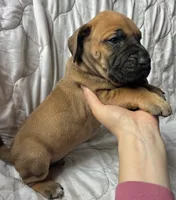 Wyatt Earp, a male Great Dane for sale in Beaver Dams, NY – Photo 4 of 6