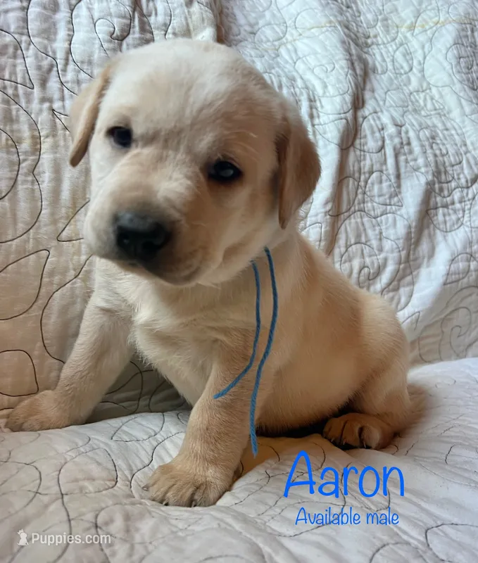 Aaron – Labrador Retriever puppy for sale in Beaver Dams, NY