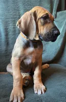 Walker, a male Great Dane for sale in Beaver Dams, NY – 3 of 8