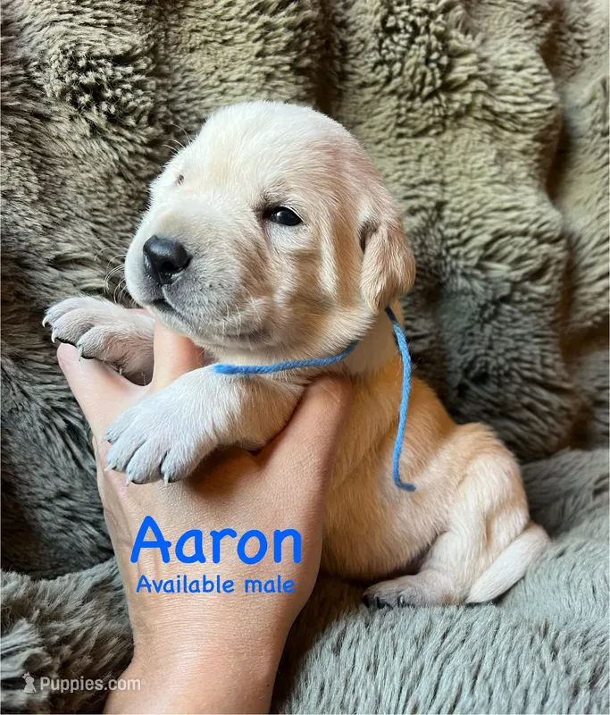 Aaron – Labrador Retriever puppy for sale in Beaver Dams, NY