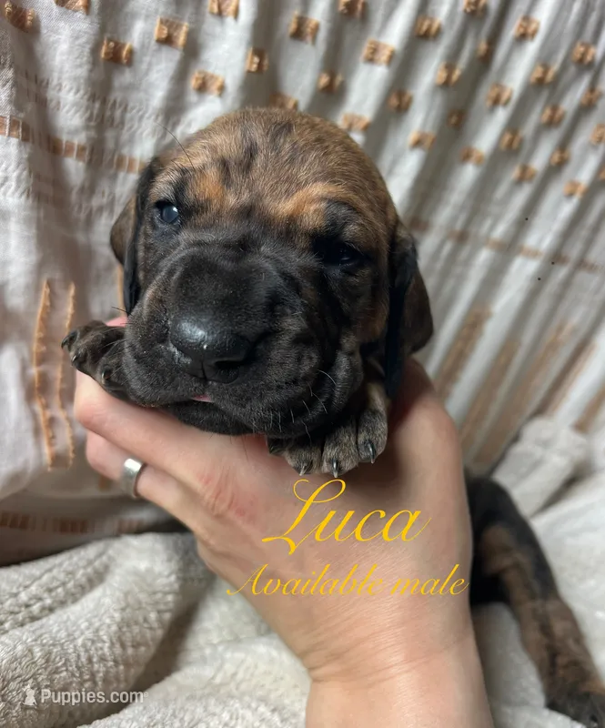 Luca – Great Dane puppy for sale in Beaver Dams, NY